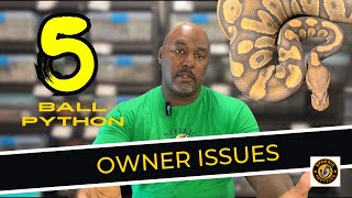 Famous Top 5 Issues Owning a Ball Python | #ballpython #pets #snake #youtubevideos Wealth
