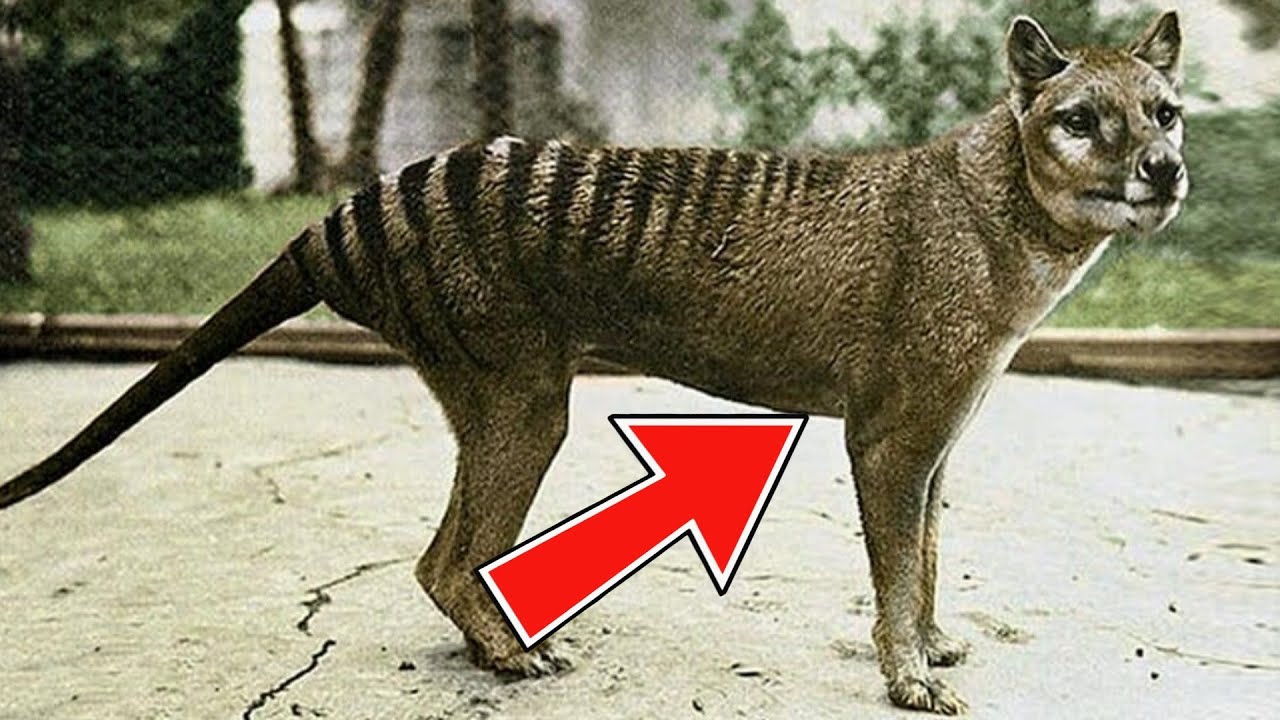 21 Extinct Animals We’ve Lost In The Last 150 Year - YouTube