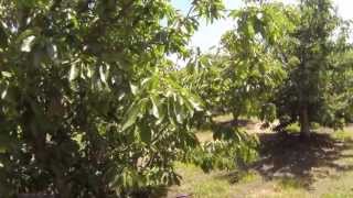 Famous Marc Suderman #274 | Brooks Tulare cherries | 4/23/13 Net Worth