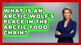 What Is An Arctic Wolf's Place In The Arctic Food Chain? - Polar Regions Uncovered