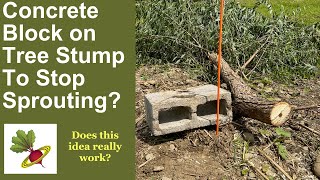 Can A Concrete Block Prevent Tree Stumps From Sprouting?