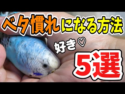 セキセイインコ【ベタ慣れになる方法5選】今よりもっと仲良くなれる