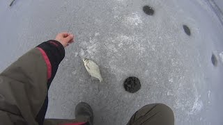 Густера на мормышку Густера на мормышку