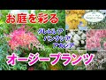 【お庭を彩る】グレビレア・バンクシア・アカシアなど【オージープランツ】