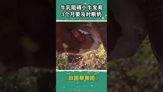 为什么牛乳会阻碍牛犊发育？| 三农小课堂