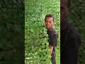 Wallpaper dinding taman Daun Rambat Sintetis #wallpaperdinding