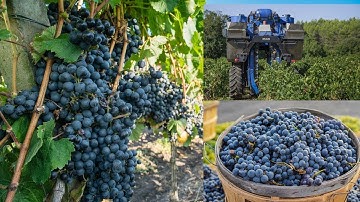 How to produce grapes | Life cycle of a vine Grape from Planting to Harvest Explained | Green Acres