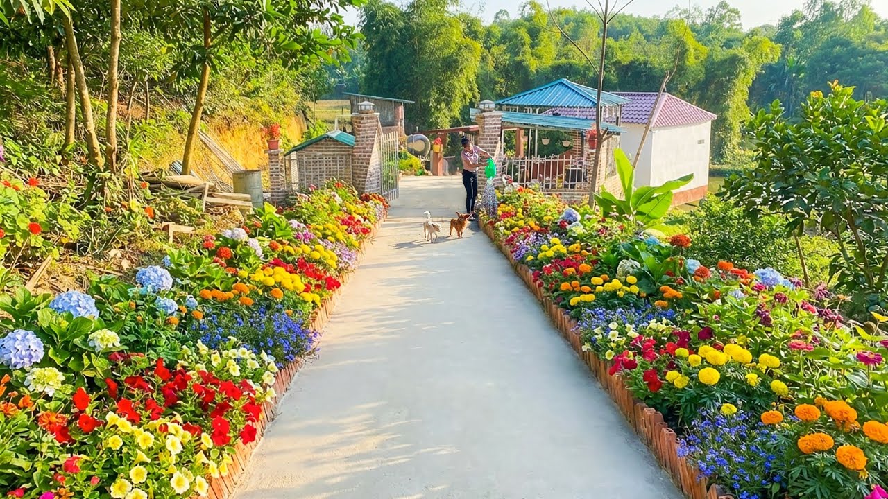 Building A Beautiful Driveway and Plant Flowers On Both Sides of the Path. Ly Hong Quan