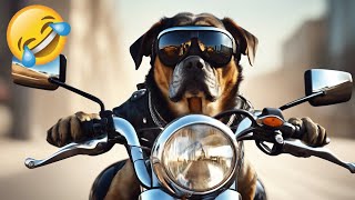 Most Funny and Cute Cats and Dogs Videos   Best Funniest Animals Video March 2024