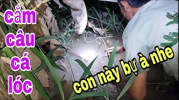 Cắm Câu Cá Lóc Mùa Nước Nổi Ở Sông Tiền # SĂN BẮT ĐỒNG THÁP #