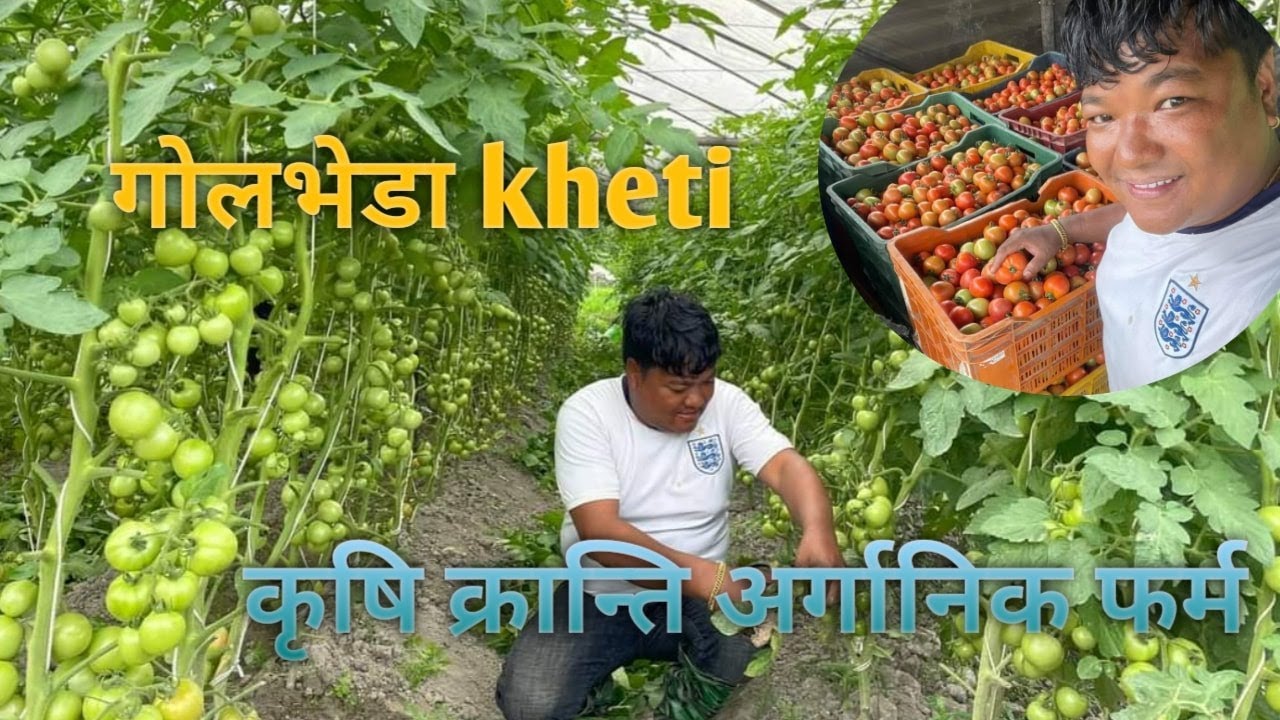 Tomato cultivation || गोलभेडा खेति, कृषि  क्रान्ति अर्गानिक फर्म , भक्तपुर  || KN Krishi Nepal ||