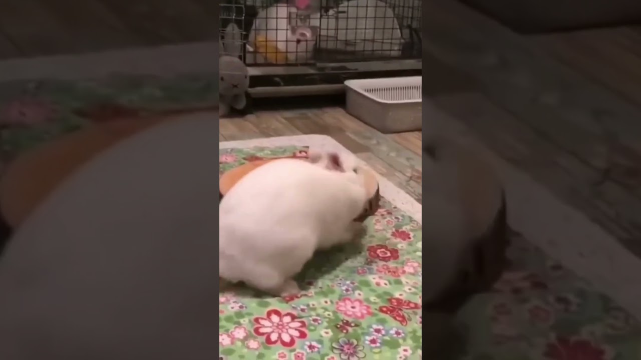 Softest Bunny and Fluffiest Kitten – Pure Cuteness! 💕