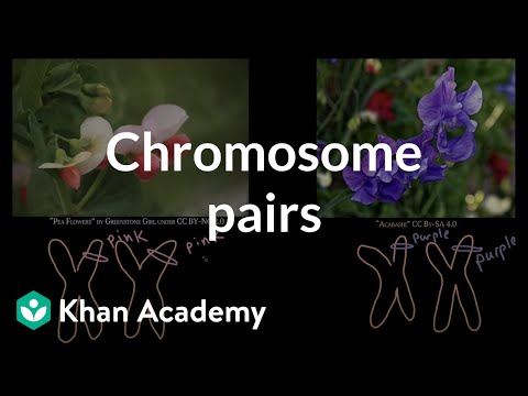 Video: Hoeveel chromosomepare het perde?