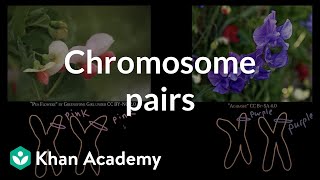 Chromosome pairs | Inheritance and variation | Middle school biology | Khan Academy