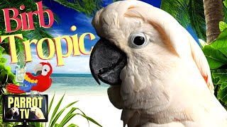 Birb Tropic | Tropical Reggae Music Mix and More for Birds | Parrot TV for Your Bird Room