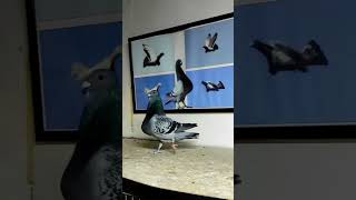 Jiennense Spanish Pouter