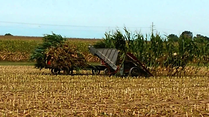 Amish corn harvest - Leola, PA