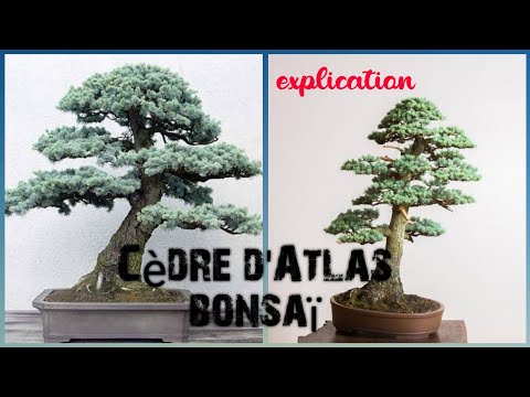 Vidéo: Blue Atlas Cedar Care - Guide pour planter un cèdre bleu de l'Atlas