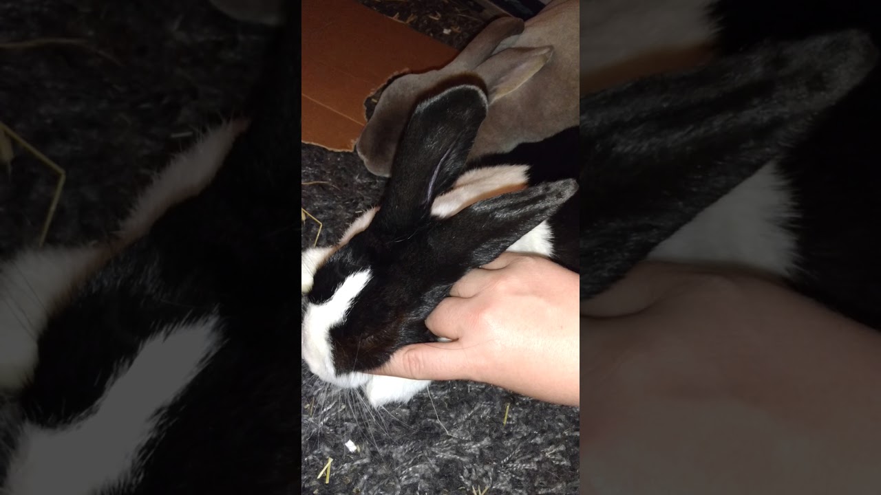 Cute rabbits sleepy bunny head rubs YouTube