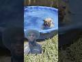 Does She Look Happy To You рџ Sskk Frenchie Viral Frenchbulldog Shorts Does She Look Happy To You рџ Sskk Frenchie Viral Frenchbulldog Shorts