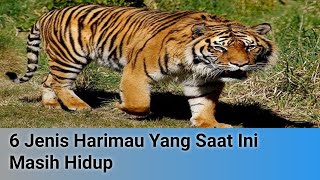 6 JENIS HARIMAU YANG SAAT INI MASIH HIDUP#harimau #hewan
