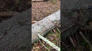 Download Lagu Big pine! MP3