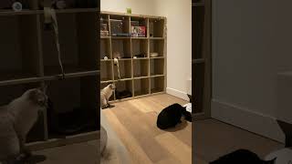 Cats Startled by Robot Vacuum Cleaner