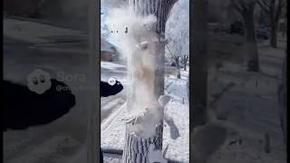 Trees exploding in Texas! 🥶