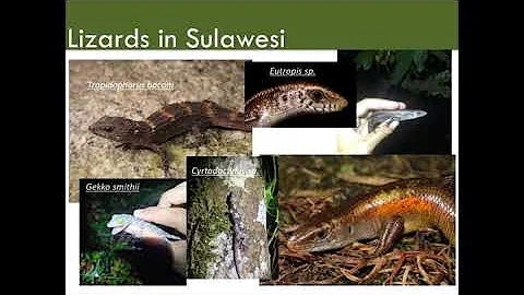 Ecology of the Sulawesi Forest Turtle - Presented ...