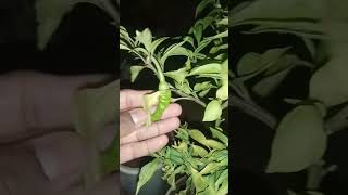 CHILLI TREE | GROWING TIPS | CHILLI PLANT |                        chilli chillitreechilliplants