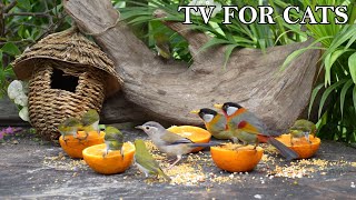 Cat TV: Birds, and More: Nature Fun for All (12 hours 4K HDR Cat & Dog TV)