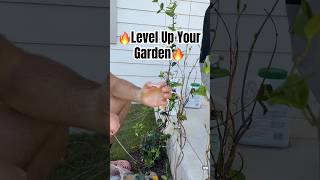 Boost the look of your garden!#gardening #trellis #garden #diygarden