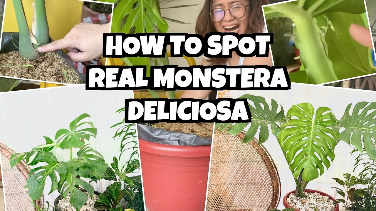 How To Repot Big Monstera Deliciosa Signs Of Real M Deliciosa Youtube