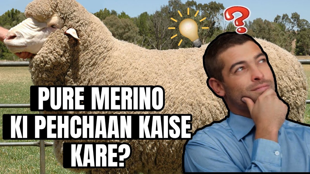 How to identify Merino sheep? // Merino sheep ki pehchaan kaise kare