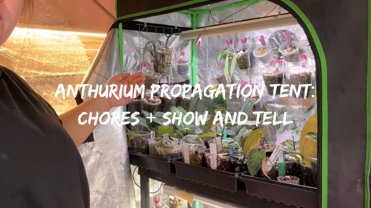Plant chores + Show and Tell | Anthurium Edition