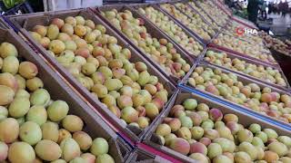 Kayısıda İlk 10 Ayda 207 Milyon Dolar Gelir