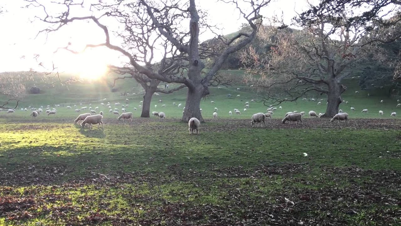 Cornwall Park New Zealand.