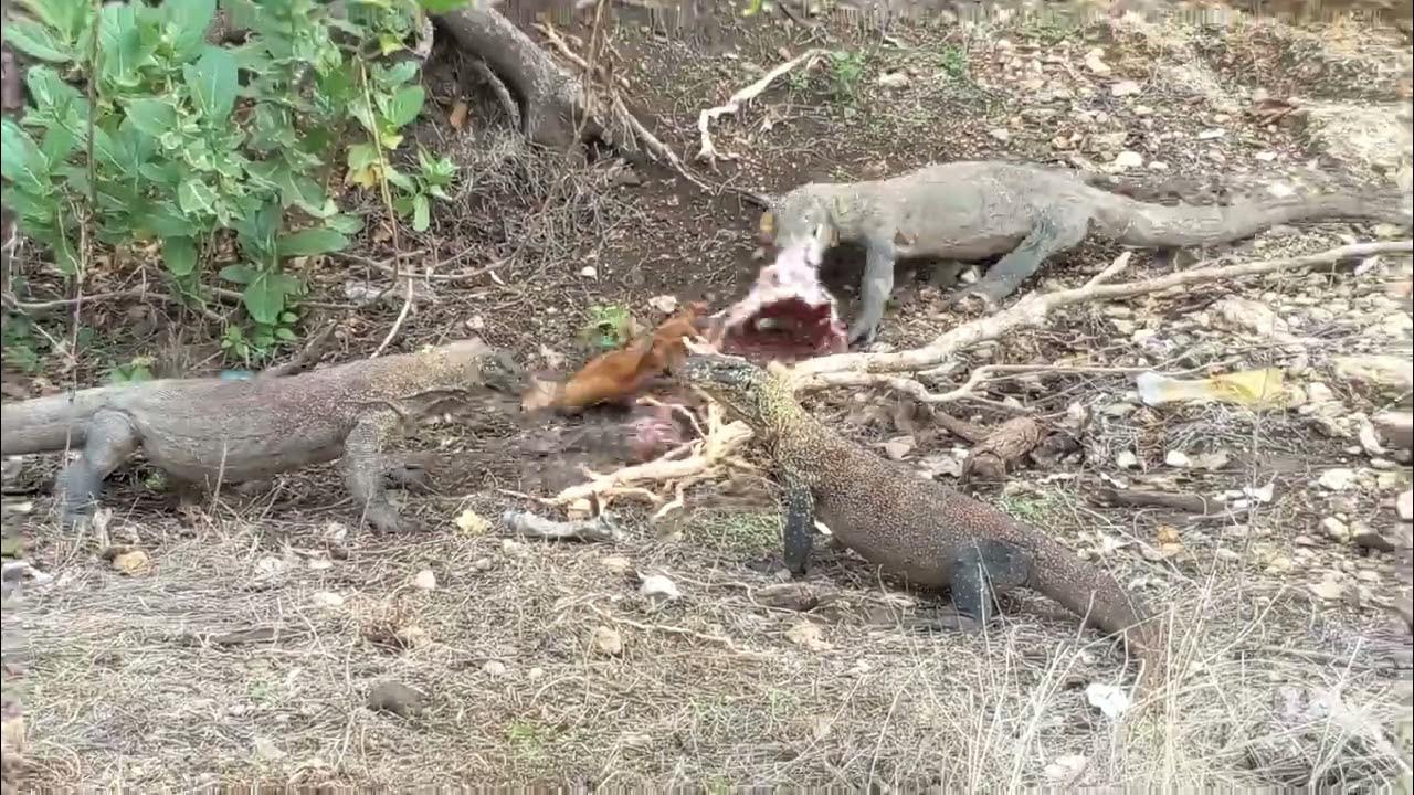 Komodo dragon eat deers bone in komodo island' new video - YouTube