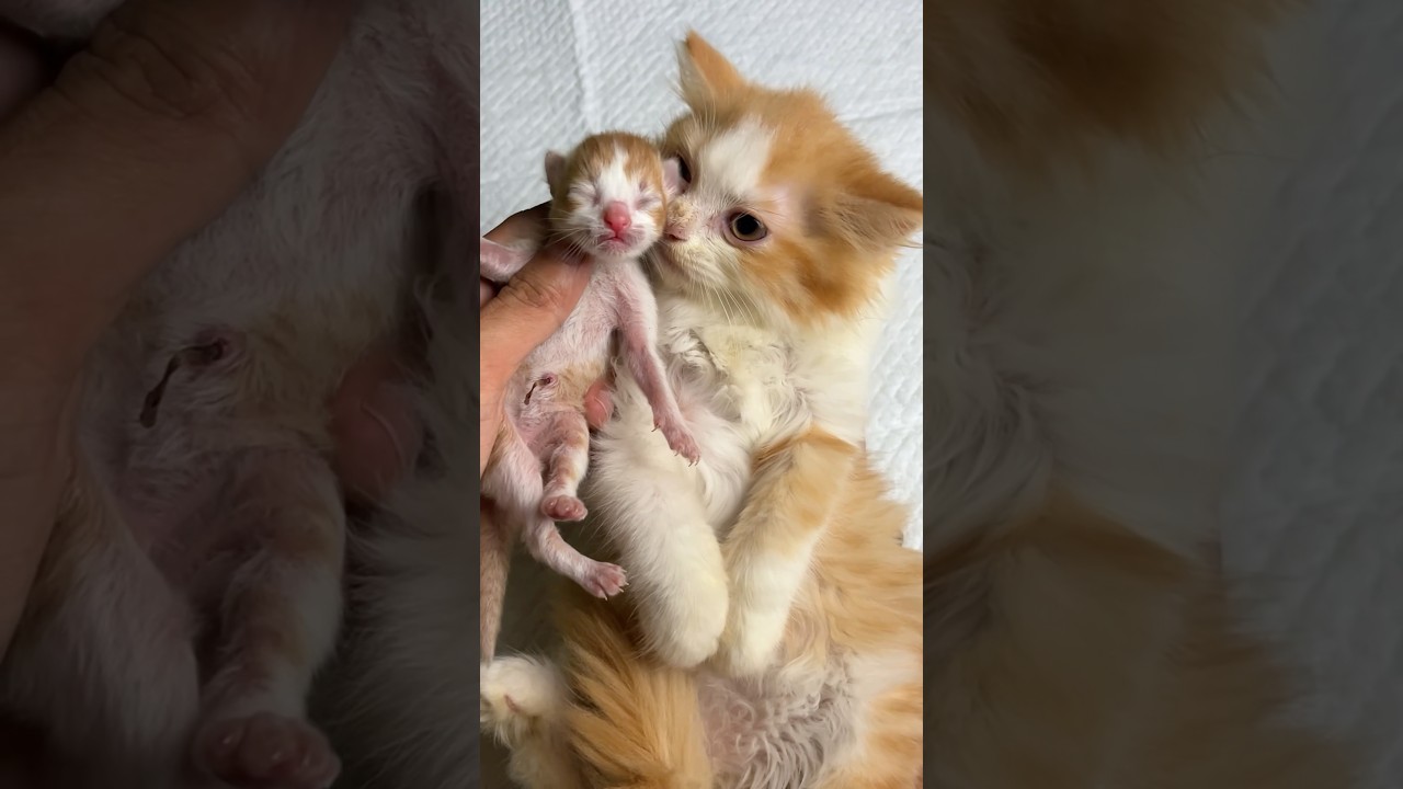 Adek kucing punya dede 😍 