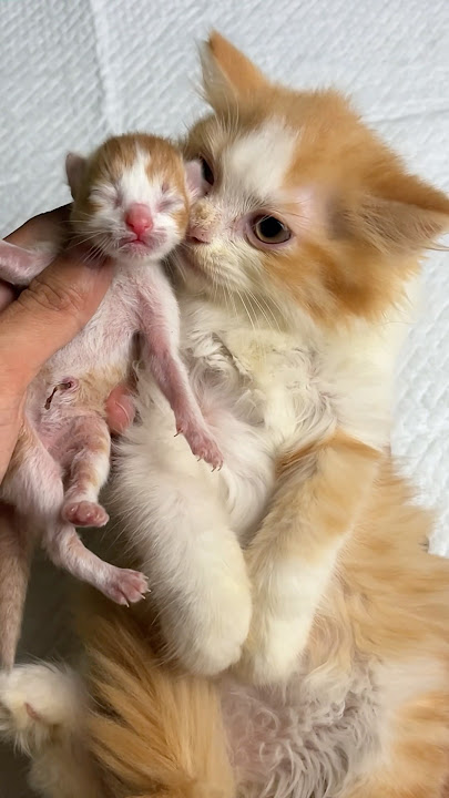 Adek kucing punya dede 😍 #cat #kucinglucu #kitten #catlover