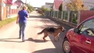 Кейс – Собака лает на прохожих и на собак. До и после Кейс – Собака лает на прохожих и на собак. До и после