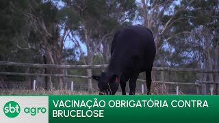 Video sbt-agro-29-04-24-veterinarios-alertam-para-a-importancia-da-vacinacao-contra-a-brucelose-em-animais