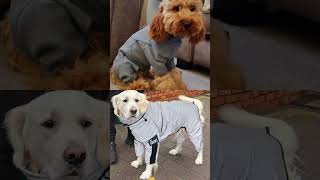 Its a raincoat kinda day! #rain #wetdog #dog #fyp