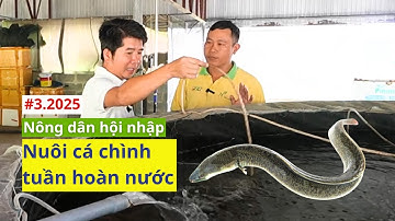 Vì sao cá chình thích hợp nuôi trong hệ thống tuần hoàn nước ? | NÔNG DÂN HỘI NHẬP | Số 3.2025