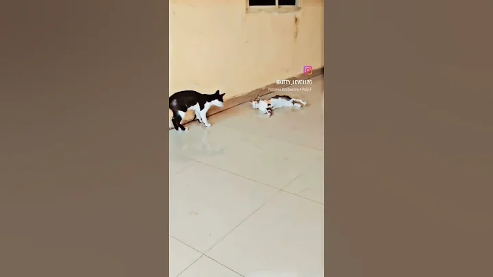 Watch the video about Funny video #funny #funnyvideos #funnycats #shortsviral #shortsvideo #viral #ytshorts #trending#cat