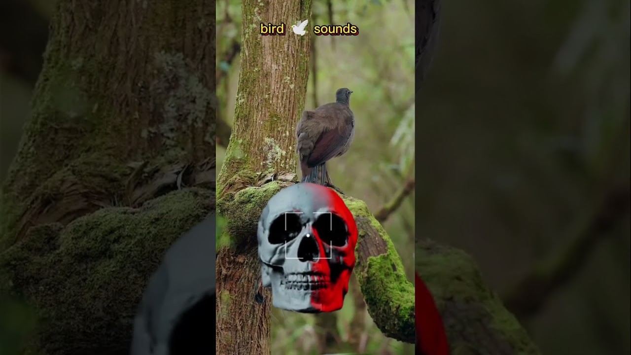 viral shorts video bird sound 🕊️ 🕊️ 🐦 🐦 (18 September 2025)