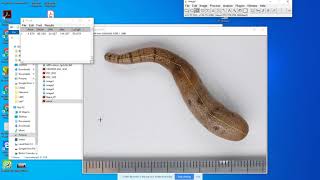 Measuring length and area in imageJ.