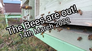 The Bees Are Out! - 14th March 2022