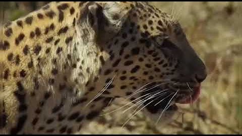 OMG! Capuchin Monkey Save Mouse From Snake Hunt - Big Cat vs Python