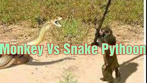 OMG! Capuchin Monkey Save Mouse From Snake Hunt - Big Cat vs Python